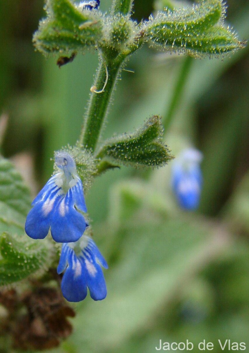 Salvia misella Kunth